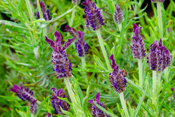 Blooming Anouk Spanish lavender 