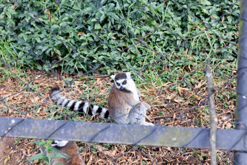 ring lemur in a zoo