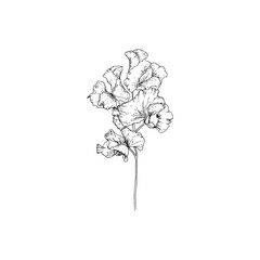 Simple and clean hand drawn floral. Sketch style botanical illustration. Great for invitation, greeting card, packages, wrapping, etc. 