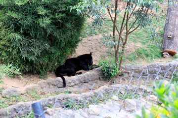 black panther in the woods