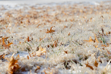 frozen grass, early winter