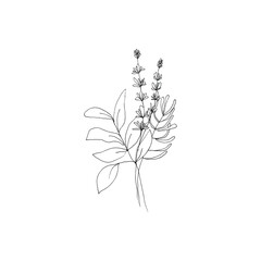 Simple and clean hand drawn floral. Sketch style botanical illustration. Great for invitation, greeting card, packages, wrapping, etc. 