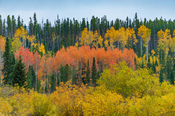 autumn in the forest