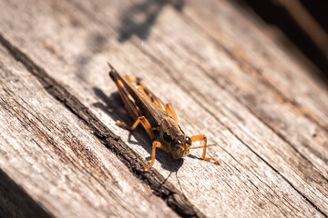 A close up macro photograph of a brown and green grasshopper sitting on a weathered wood fence rail outside on a sunny day with dark shadows under its belly.