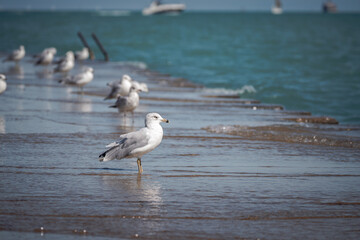 A close up wildlife photograph of a gray, black and white seagull standing along the Lake Michigan shoreline with the wet concrete pavement reflection and other seagulls and boats beyond in Chicago.