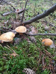 mushroom in the forest