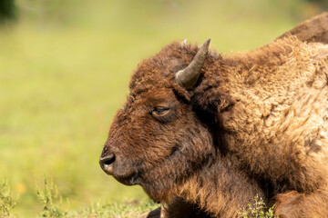 Fototapeta premium The American bison or simply bison (Bison bison), also commonly known as the American buffalo.