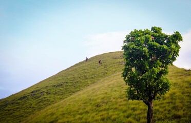 Fototapeta premium Mountain with alone tree