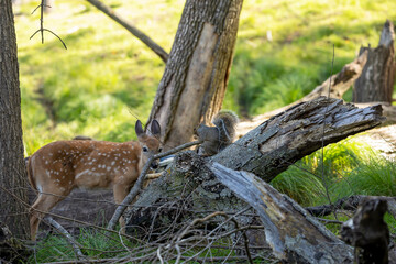 Young white-tailed deer and Eastern gray squirrel 