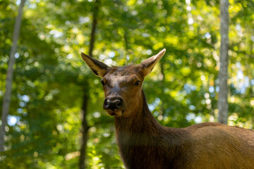 Naklejka na ściany i meble The elk (Cervus canadensis) or wapiti. Head female close-up.