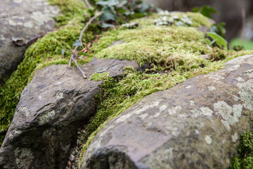 moss on stone