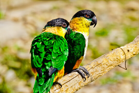 Close up of Black head caiques parrots, a clown bird, 