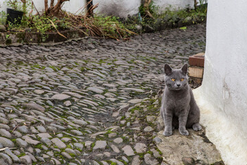 cat on cobble stone