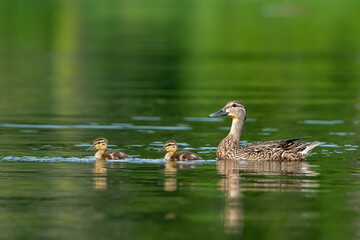 Mother duck and ducklings swimming in Potomac River