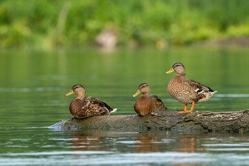 Ducks on a log on the Potomac River  © Glenn