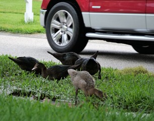 Roadside ducks are playing in water accumulated by the side walk and causing danger to by passing traffic