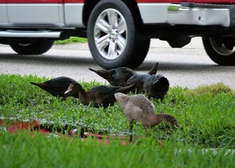 Roadside ducks are playing in water accumulated by the side walk and causing danger to by passing traffic