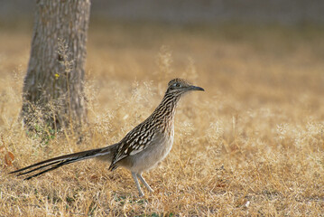 Greater Roadrunner (Geococcyx californicanus) in yellow grass
