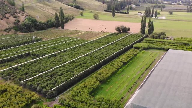 Cherry orchard in Teviot Valley seen from above in New Zealand, aerial circling