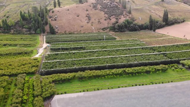 Large fruit plantation in New Zealand seen from above in valley, circle aerial
