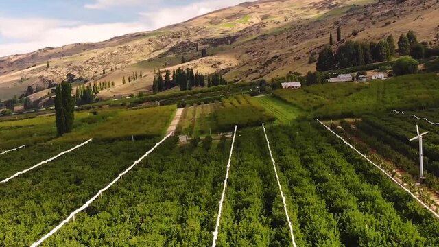 Lines of fruit trees in orchard of rural Roxburgh in Teviot Valley, aerial