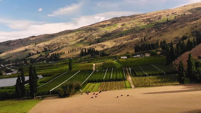 Aerial over open farmland with cows and large green plantations in New Zealand with stunning mountains in background