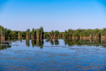Fototapeta na wymiar The view of a wetland reeds. Sultan sazligi in Kayseri