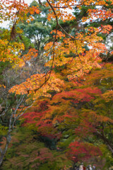 autumn forest landscape with maple leaves background
