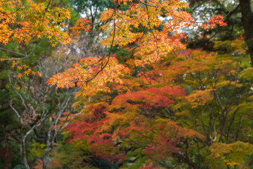 autumn forest landscape with maple leaves background