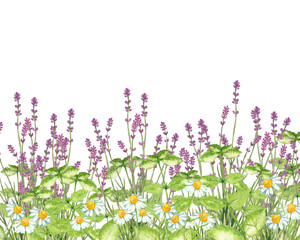 ハーブガーデン水彩画 © 時々雨