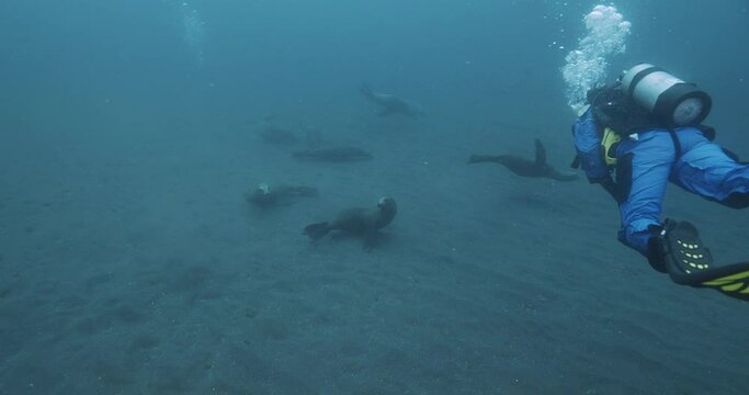Scuba diver swims toward sea lions at play.