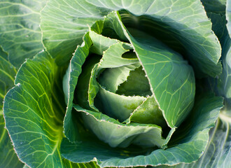 Obraz premium Creative flat lay view from above. Soda plant, White cabbage.