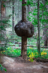old tree in the forest with large burl