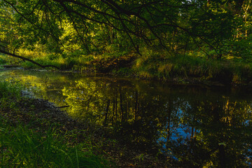 autumn in the forest