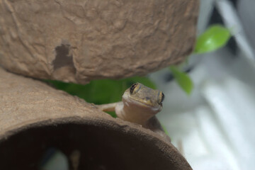 ハウスゲッコー