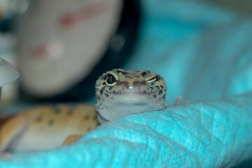 ヒョウモントカゲモドキのウインク