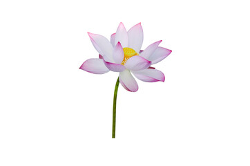 pink water lily flower (lotus) and white background. The lotus flower (water lily) is national flower for India. Lotus flower is a important symbol in Asian culture.