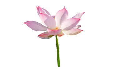 pink water lily flower (lotus) and white background. The lotus flower (water lily) is national flower for India. Lotus flower is a important symbol in Asian culture.