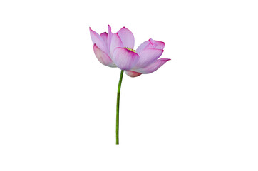 Lotus flower isolated on white background with Clipping Paths.