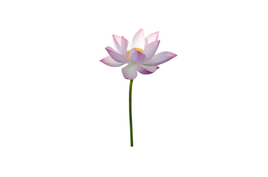pink water lily flower (lotus) and white background. The lotus flower (water lily) is national flower for India. Lotus flower is a important symbol in Asian culture.