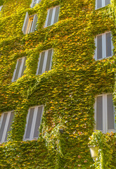 The wall of an apartment building in Rome overgrown with plants