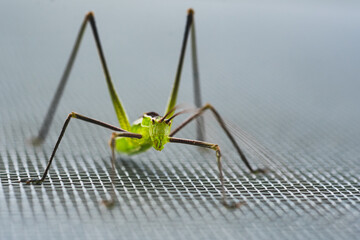 macro close up of a green cricket, selective focus