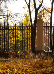maple, autumn maple foliage against the sky and cast-iron fence, selective focus.