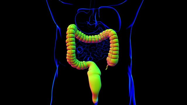 Large Intestine 3D Illustration Human Digestive System Anatomy
