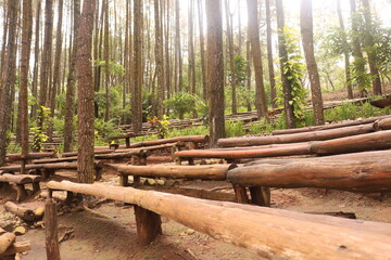 Pine forests Mangunan is an exotic romantic jungle located in Mangunan Village, Dlingo, Bantul Regency, Yogyakarta.