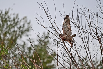 Great Horned Owl