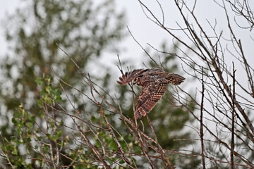 Great Horned Owl