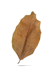 Dry leaf dead in winter isolated on white background. Clipping path