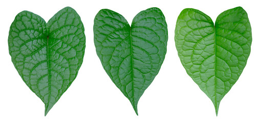 Shape heart tropical leaves set, Plant isolated on white background. Clipping path