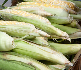 produce at a farmers market